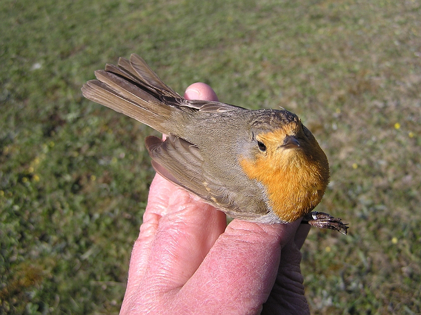 European Robin, Sundre 20070503